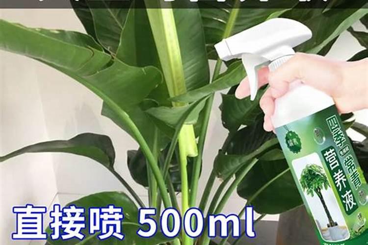 鹤望兰适合用什么肥料