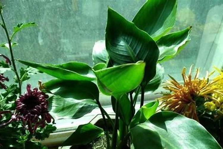 如何给鹤望兰施肥与浇水？