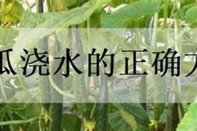 黄瓜什么时候用高钾肥料 怎么施肥提高产量