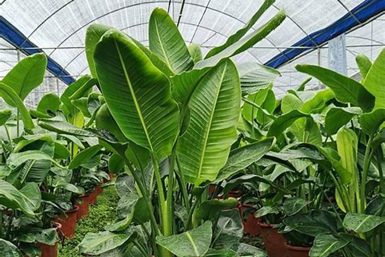 天堂鸟上盆时间与养护方法