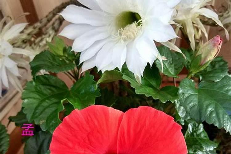 扶桑花长叶片发黄,而且花苞都掉了怎么办？