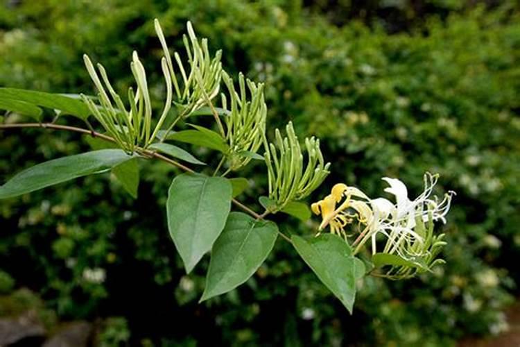 百合公认最好的叶面肥