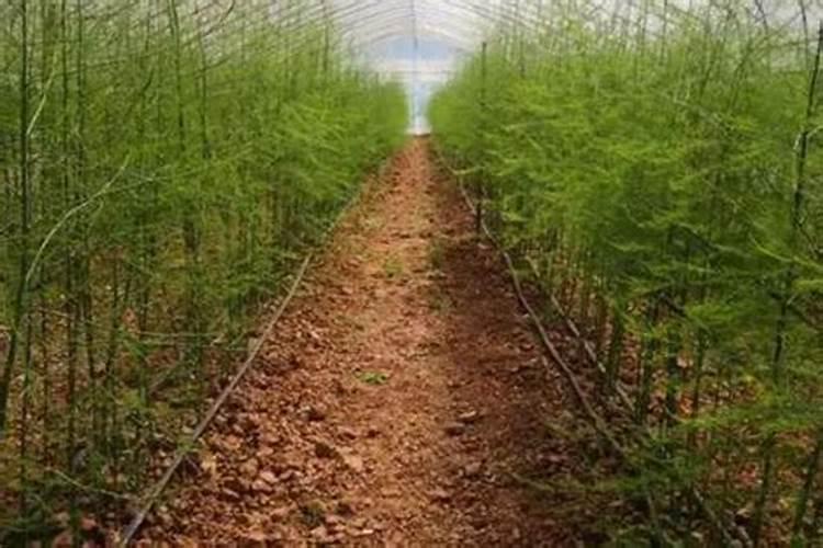 速效复合肥可以兑水浇花吗