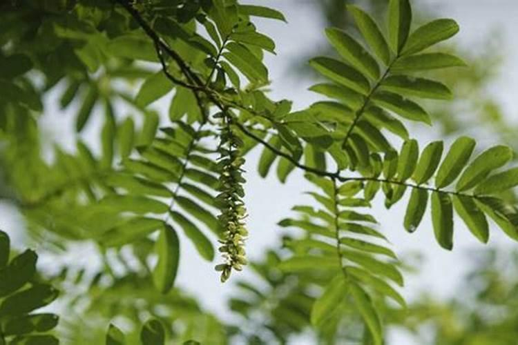 香水百合怎么施肥