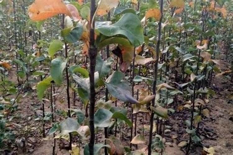 水稻除草后多久追尿素