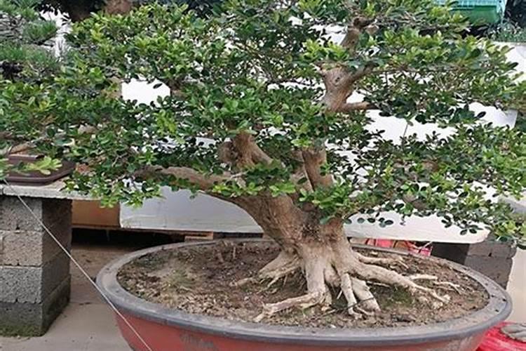 NO是什么化合物