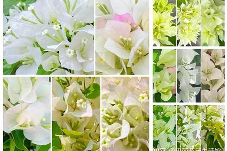 植物生长平衡液是什么东西 植物生长平衡液是指什么