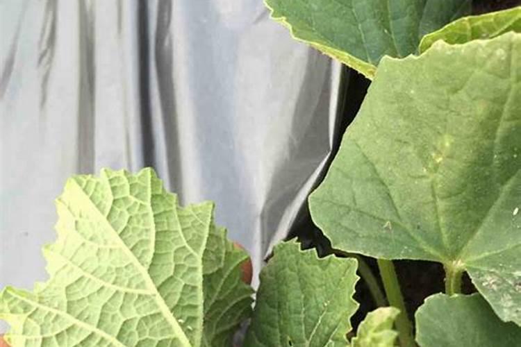 草木灰可以浇多肉吗