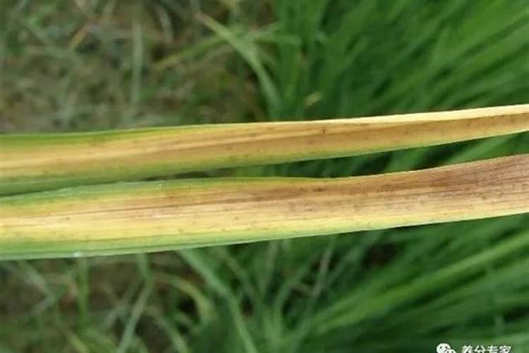 生根用什么肥料最快