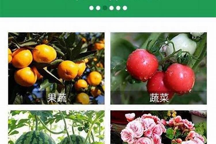 果树促花用什么叶面肥好？