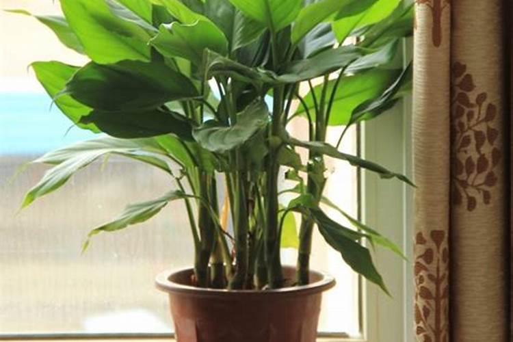 发财树怎样施肥生长旺盛