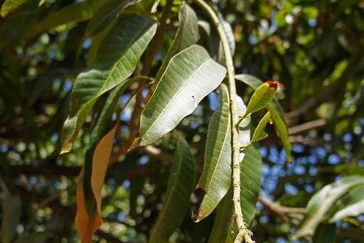 酵母粉种菜方法大全