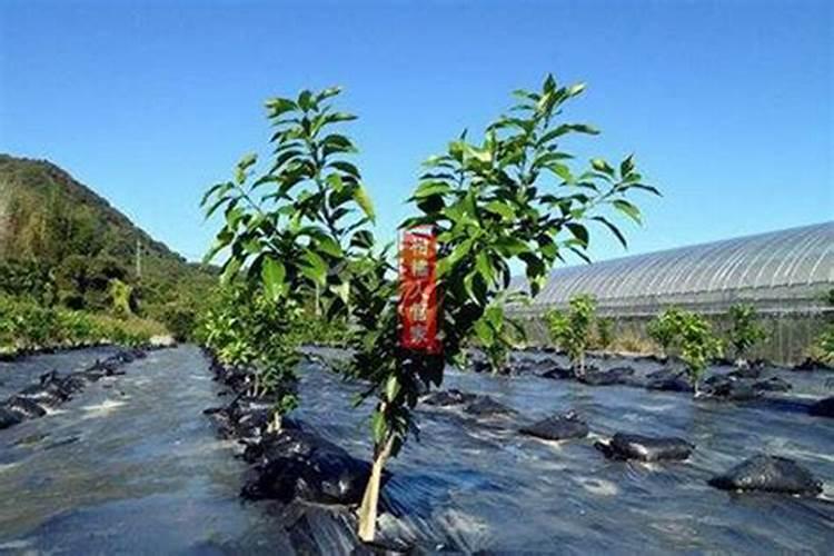 柑橘生根的最佳方法