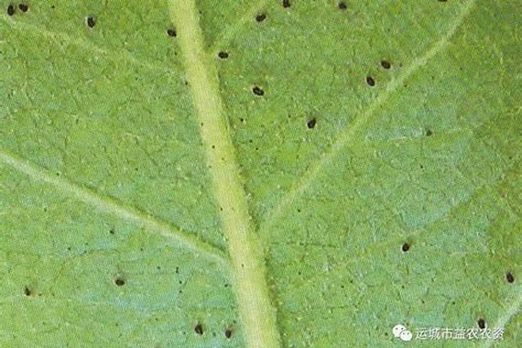 我家的苹果树闹红蜘蛛,叶孑变色了用不用打点叶面肥用什么？