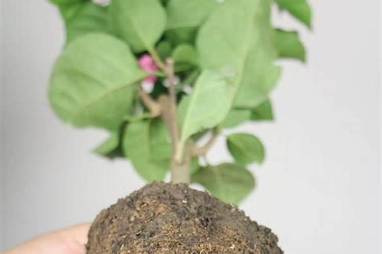 西瓜后期能用中微肥料吗