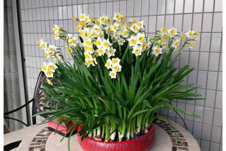 大水缸别浪费,养上大绣球,大水大肥别缺了,轻松长成“花海”