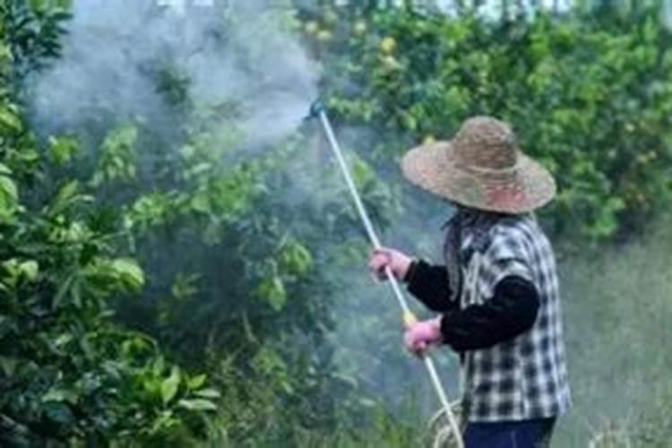 果树促花用什么叶面肥好？