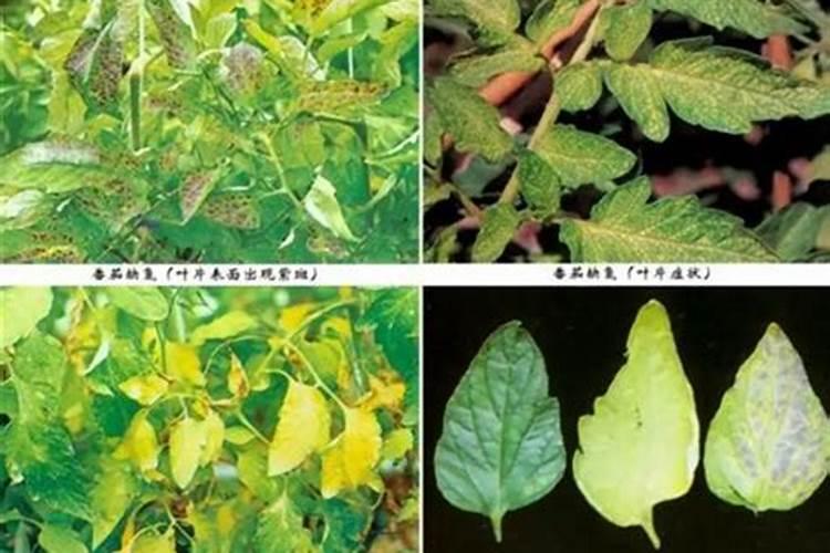 大面积草莓苗可以用复合肥吗？