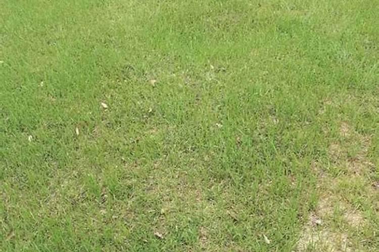 草坪出芽后什么时间施肥