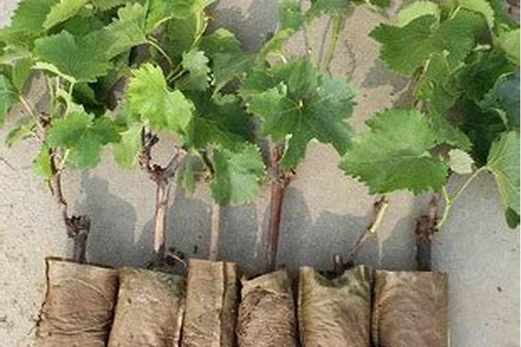 发财树浇什么肥最好