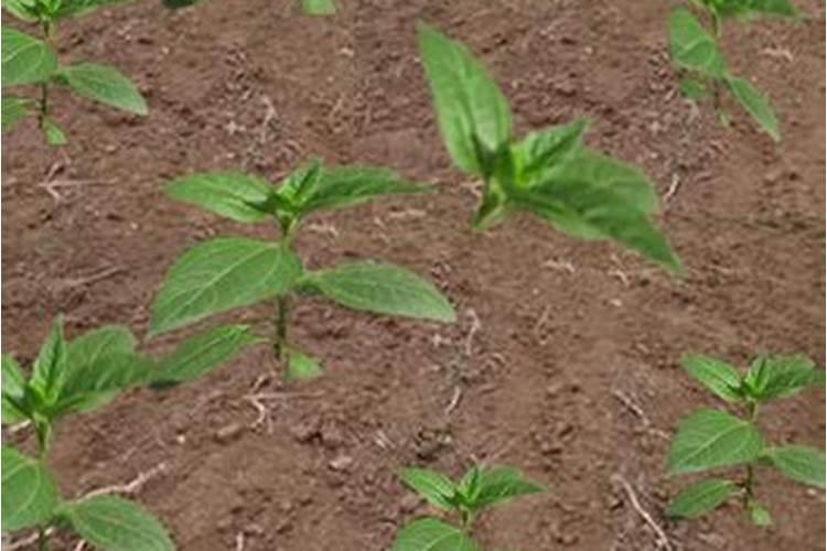 怎样能提高葵花籽的产量呢