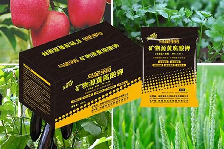 石菖蒲可以直接放水里养吗？