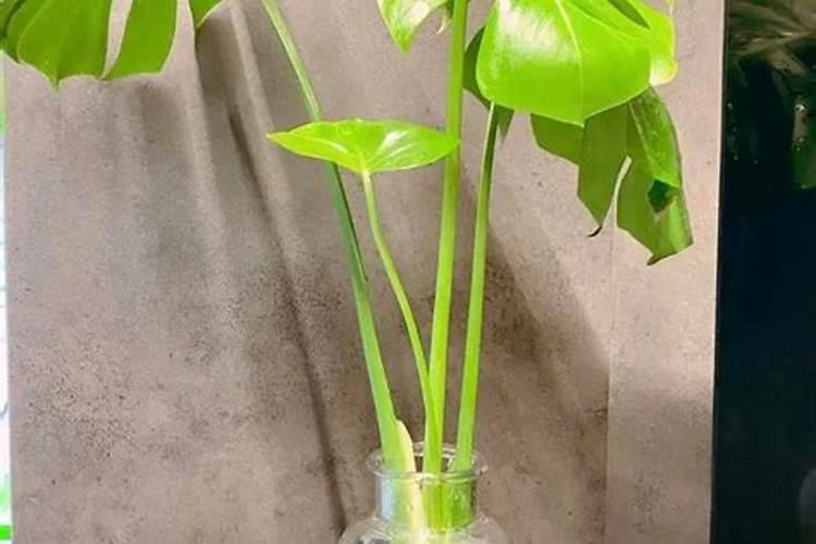 龟背竹的水培方法