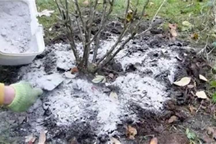 果树能同时施石灰和化肥吗