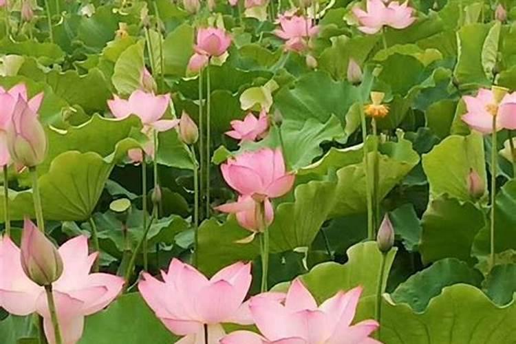 子莲田间管理应该注意的问题2 太空莲