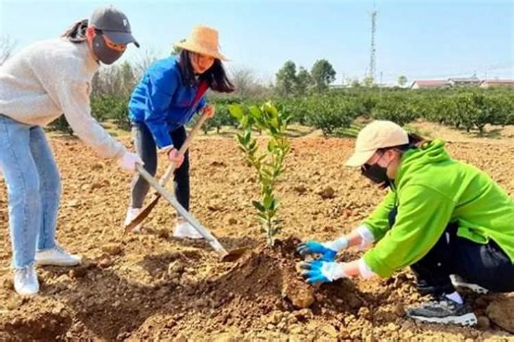 叶面肥什么时间打最合适