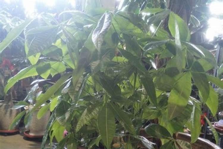 发财树冬天如何施肥浇水