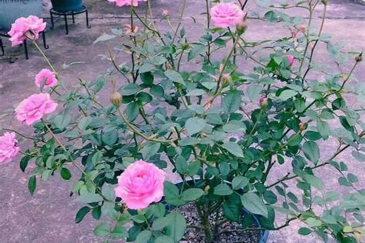 为什么要喝低氟古格藏茶？