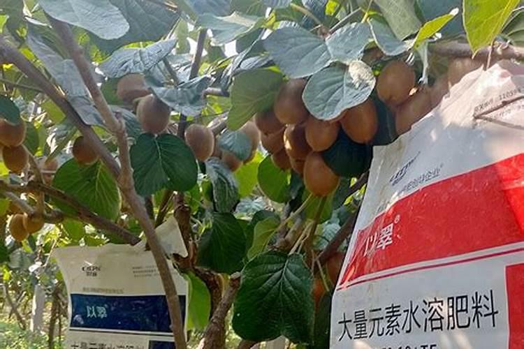 喀什树木伤口涂药哪里可以购买