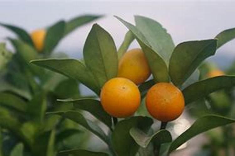 金桔树施什么肥料最好