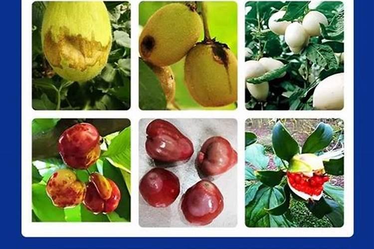 设施蔬菜茬口安排