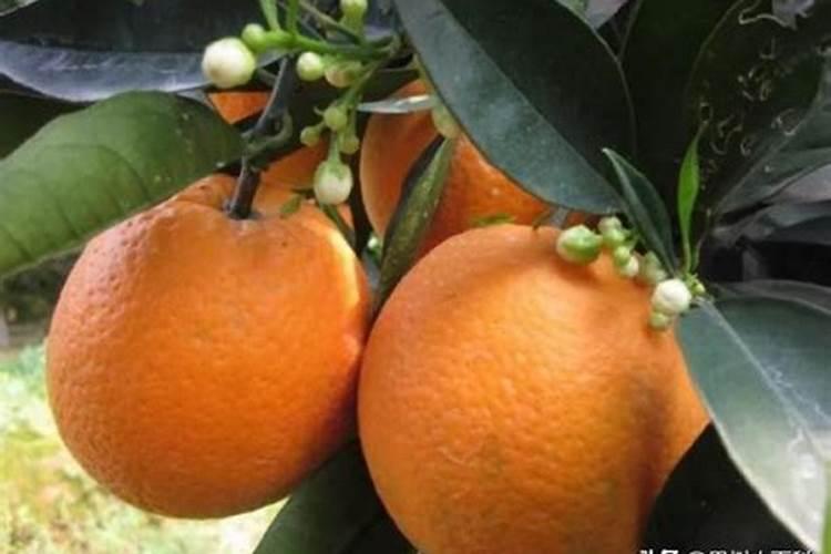 如何种植橙树,橙子树怎么种植才能高产
