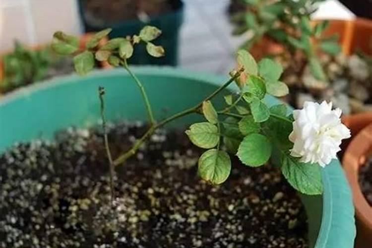 牙签苗月季花花败后用花多多1号可以吗？