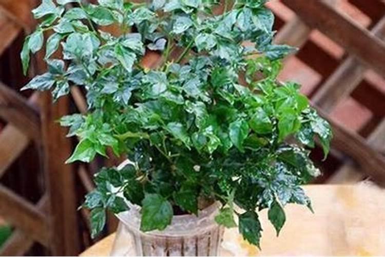 栀子花可以用复合肥吗
