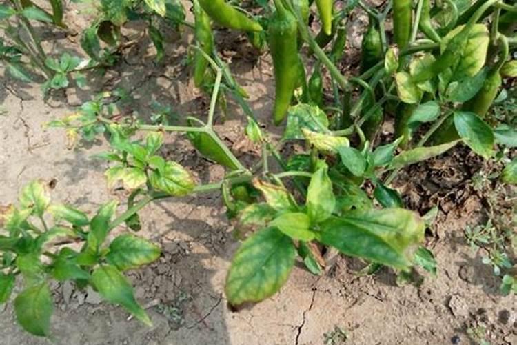 植物叶片黄化、有斑点的治理办法