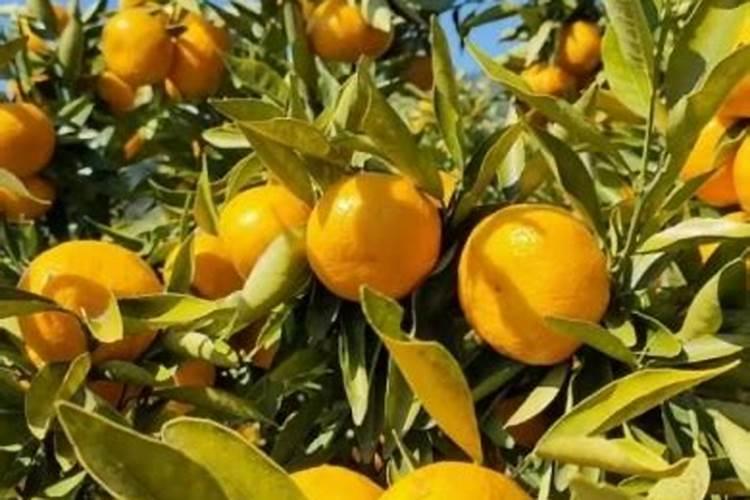 四季海棠花能在太阳下暴晒吗 四季海棠花晒太阳行不行