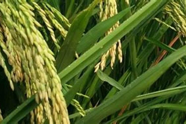 怎样给瓜子黄杨施肥