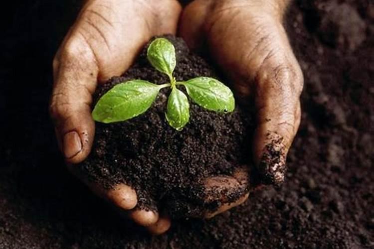 草莓各个时期的施肥方案 什么时候冲高磷肥