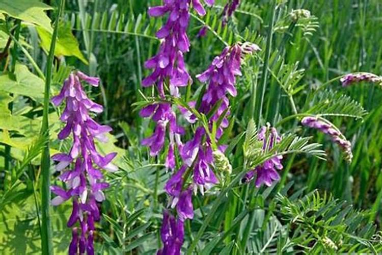 有机肥有哪几种？