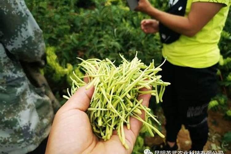 草炭土是酸性还是碱性