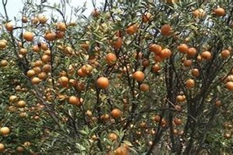 猕猴桃什么时间施叶面肥比较好？怎么施？