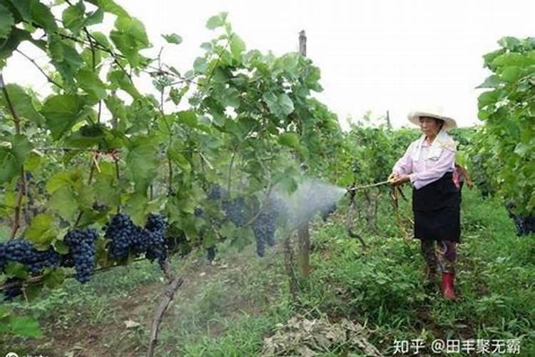 玉米怎样晒得干最快 怎样新鲜玉米粒晒干保存