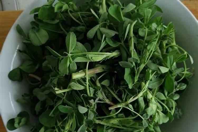 苜蓿地用什么肥料