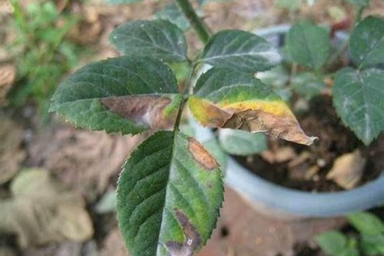 月季花花瓣掉是怎么回事？