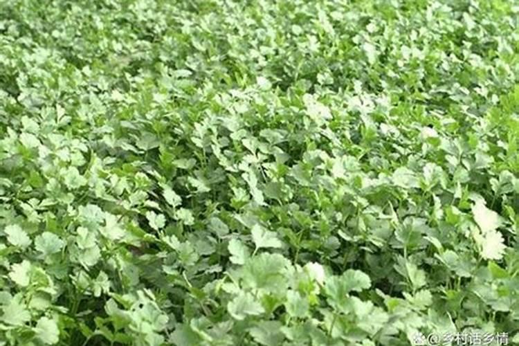 花生后期喷什么最饱满