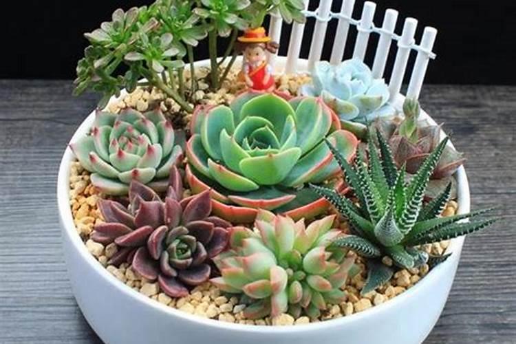 小麦拔节期打什么叶面肥最好